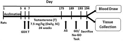 GABAA Receptor Subunit Transcriptional Regulation, Expression Organization, and Mediated Calmodulin Signaling in Prefrontal Cortex of Rats Showing Testosterone-Mediated Impulsive Behavior